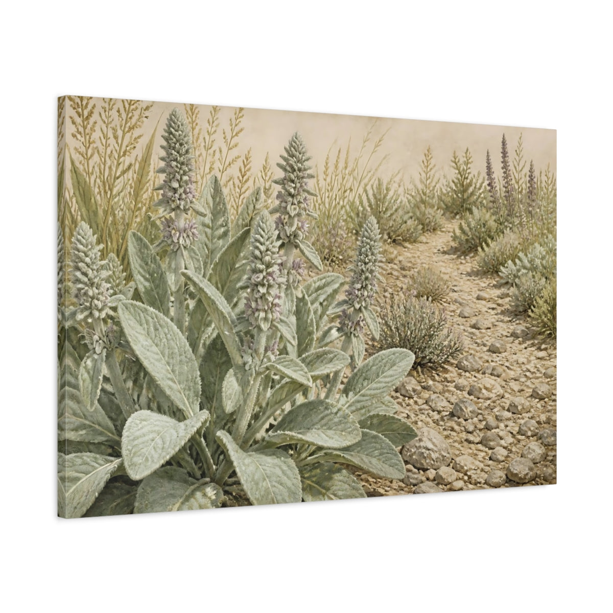 Main Mockup. Lamb's Ear On Pebble Path shown as canvas print